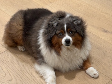 Australian Shepherd Female