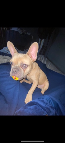 French Bulldog – lilac fawn Frenchbulldog