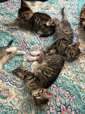 American Shorthair – Chloe and her kittens