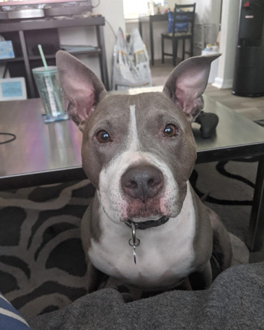 American Pit Bull Terrier – Sweet Pit mix needs active loving home