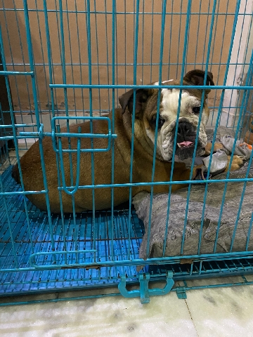 American Bulldog – Sale Bulldog