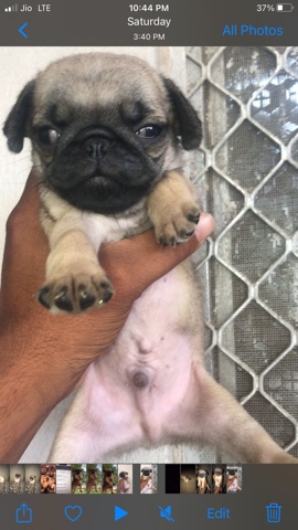 Pug – pug sell