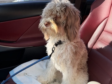 Cockapoo – little pup cockapoo – New York