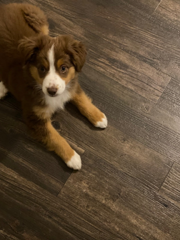 Australian Shepherd – Mini Australian Shepherd