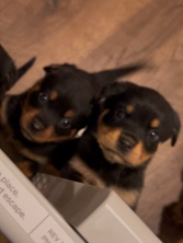 Rottweiler – Rottweiler Puppy’s – Chandler