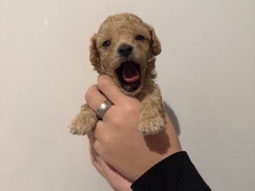 Poodle – barboncini toy