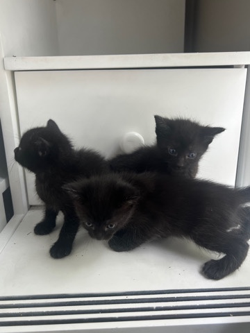 baby kittens ***