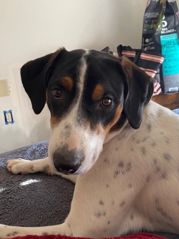 Treeing Walker Coonhound – Rehoming puppy.