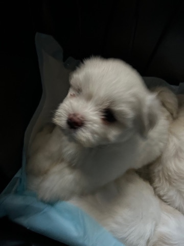 Maltese – Rehoming Maltese babies
