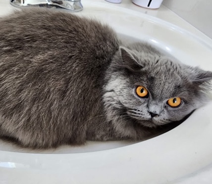 Scottish Fold – Scottish straight-SOLD