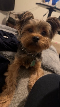 Yorkshire Terrier – 1 year old male yorkie