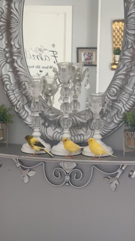 Canaries for sale