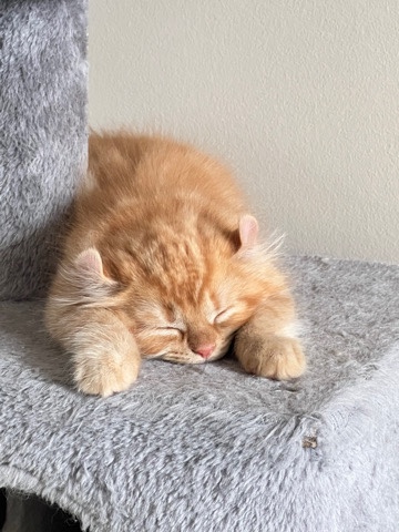 Highlander – Male Highlander lynx kitten ready for rehoming