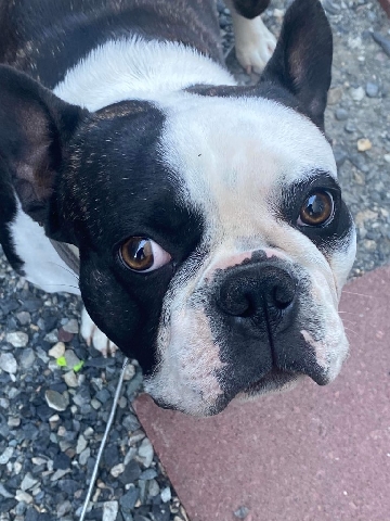 French Bulldog – frenchton