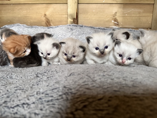 Ragdoll – ragdoll kittens for sale – Whitland