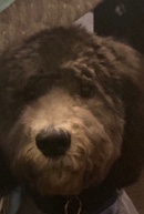Poodle – Poodle for adoption