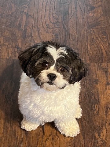 Shih Tzu – Schichon