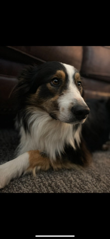 Border Collie – Border Collie