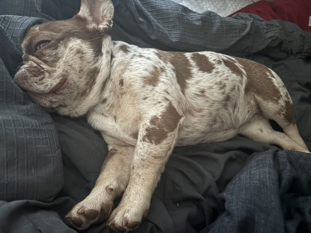 Image of French Bulldog