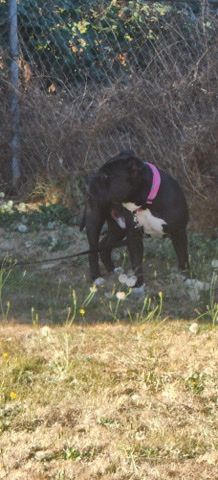 American Pit Bull Terrier – needs home ASAP