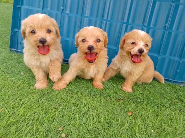 Maltipoo - toy Maltipoo  available for adoption in Dubai