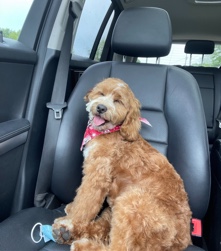 3 year old male, neutered cockapoo