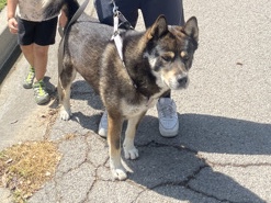 Labrador Husky – German Shepard husky mix (located in pomona ca) – Garden Grove