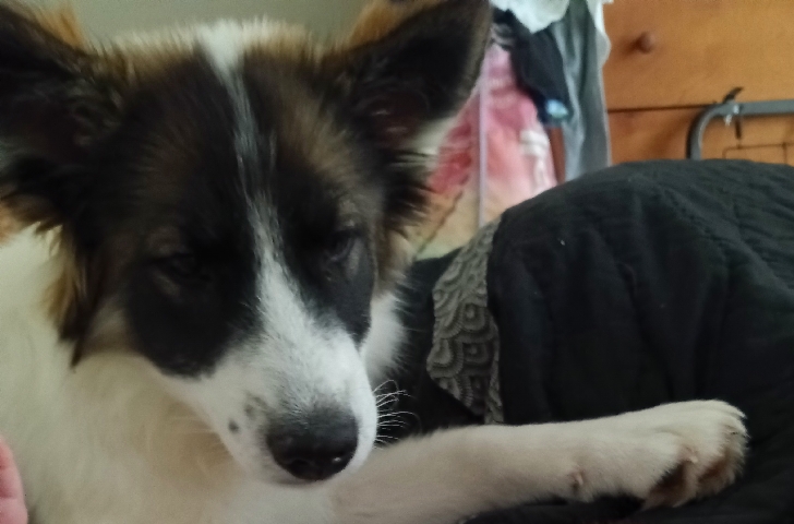 Norwegian Elkhound – elkhound pup