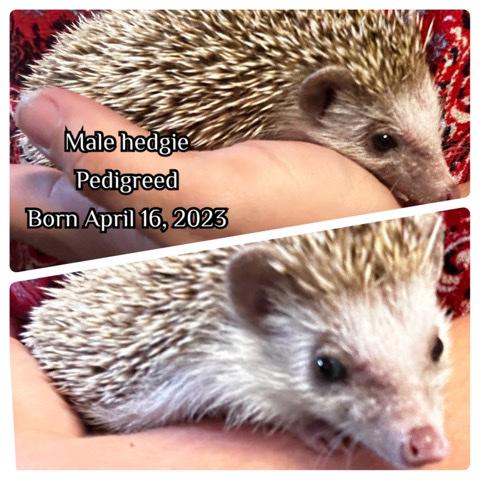 hedgehog – male hedgehog