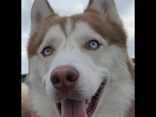 Siberian Husky – Max is looking for a new home – Irvine
