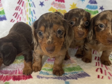 Dachshund – mini dachshund – Inglewood