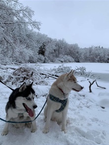 Siberian Husky – rocky and dexter