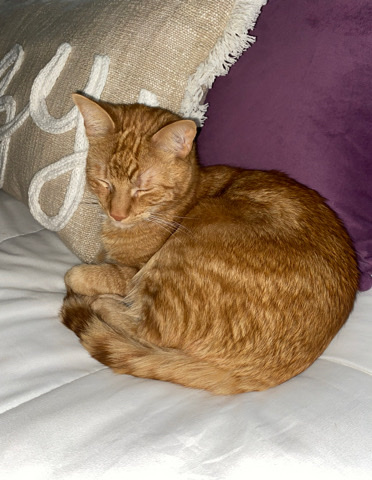 cat rehoming