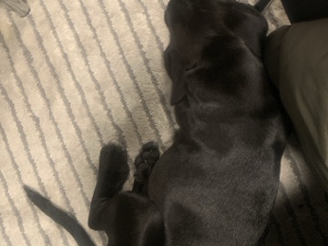 Cane Corso – 🐾 8-Week-Old Cane Corso Puppy Looking for a Loving Home 🐾 – Toronto
