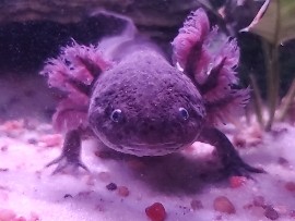 Axolotl – Axolotl,Snail and entire Setup – Houston
