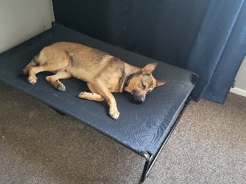 Belgian Shepherd Dog (Malinois) - free belgian shpperd hes protective and will p available for adoption in Los Angeles