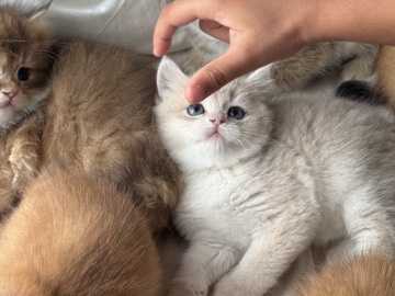 British Shorthair - British Kittens – NY12, Lilac Golden, Bicolor & More (Imported Line) available for adoption in Afrah