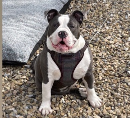 Bulldog – bully for sale