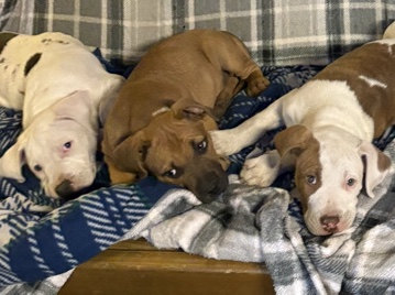 American Pit Bull Terrier – Pitbull pups – Indianapolis