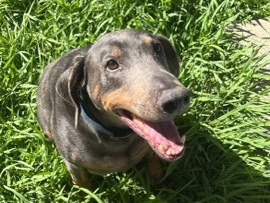 Doberman Pinscher – Rehoming kilo! – Rocklin