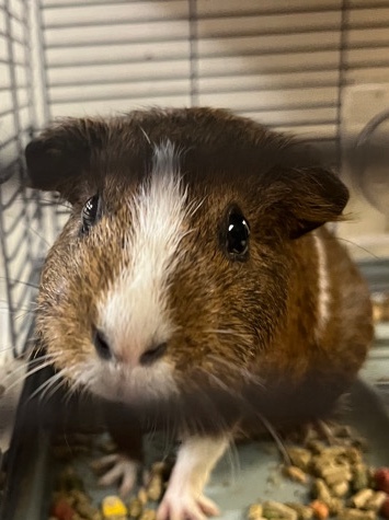 selling two female gunie pigs