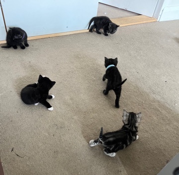 Bengal – kittens