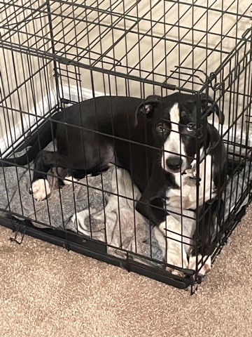 4 month old female Pitbull Mix