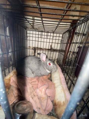 Giant Chinchilla – Meat rabbit