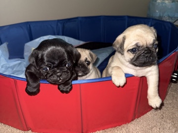 Pug Puppies