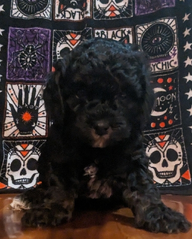 Cockapoo