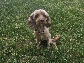Cavapoo – Sweet girl needs new home – Cave Spring