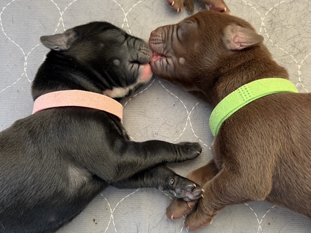 Doberman Pinscher – Doberman pinscher x Labrador Puppies DOBERDOR – Fontana