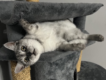 British Shorthair – BKH Kitten mit allem Zubehör – Herford