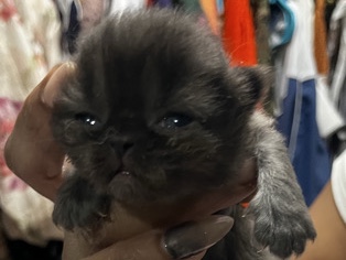 British Semi-longhair – British  Semi Longhair kitten 3 weeks – North Miami
